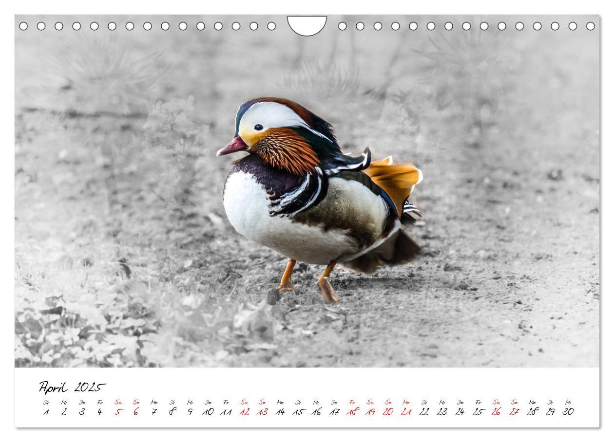 Bild: 9783435365418 | Abenteuer einer Mandarinente (Wandkalender 2025 DIN A4 quer),...