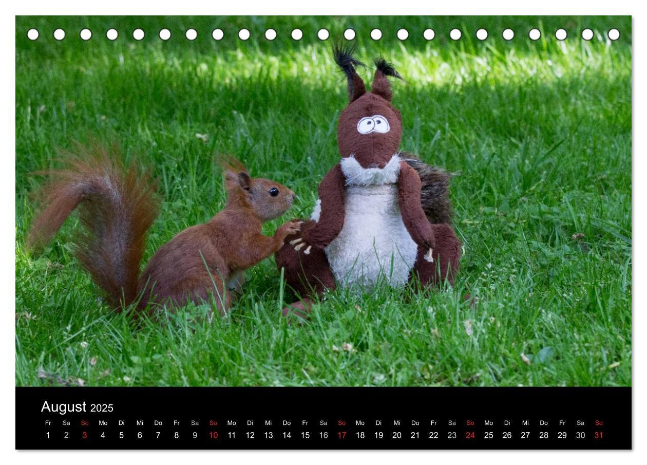 Bild: 9783435669271 | Mit dem Eichhörnchen durchs Jahr (Tischkalender 2025 DIN A5 quer),...