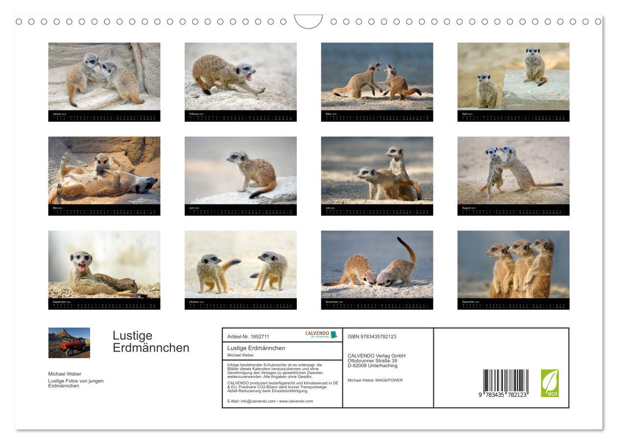 Bild: 9783435782123 | Lustige Erdmännchen (Wandkalender 2025 DIN A3 quer), CALVENDO...