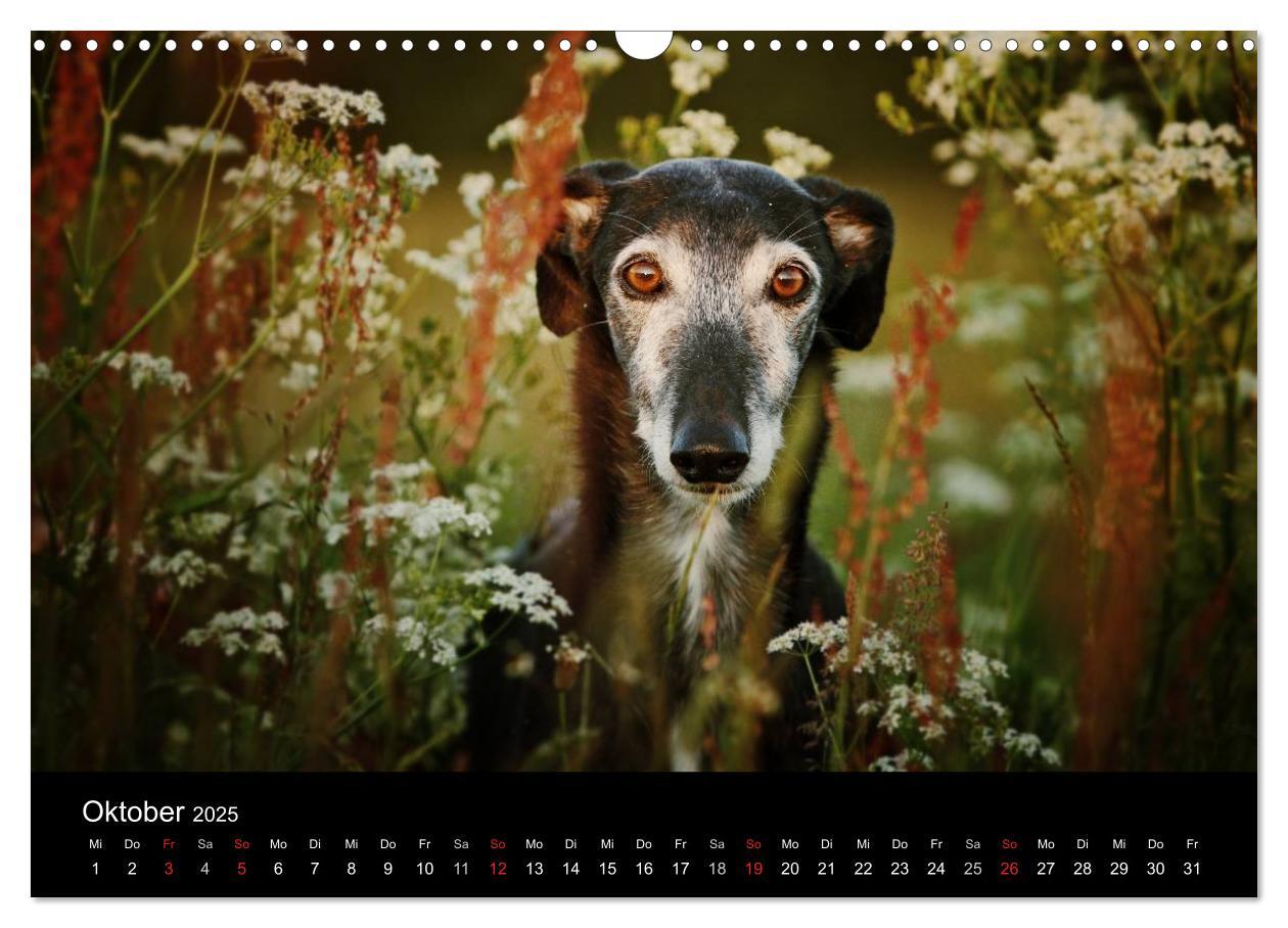 Bild: 9783435775583 | Der Windhundekalender (Wandkalender 2025 DIN A3 quer), CALVENDO...