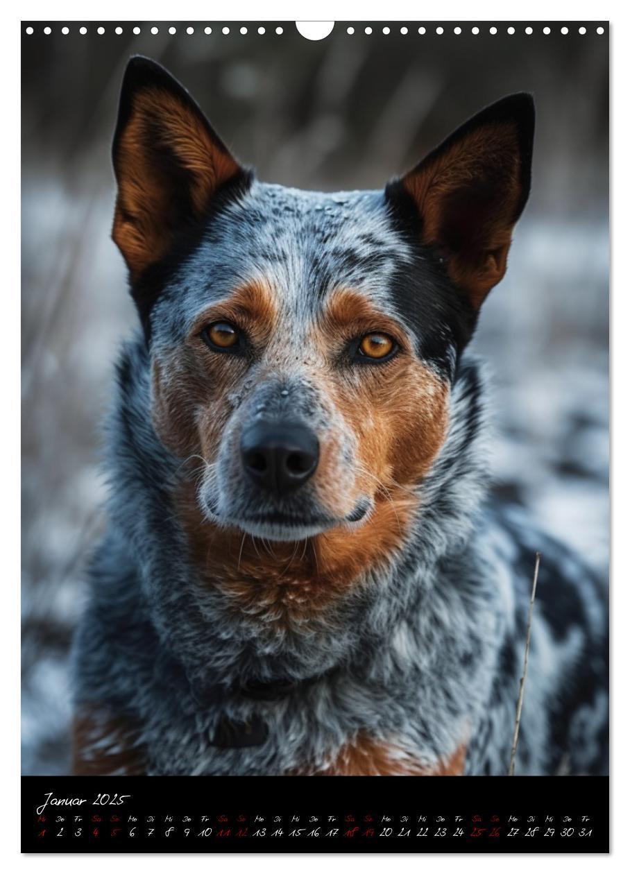 Bild: 9783435877072 | Australian Cattle Dogs (Wandkalender 2025 DIN A3 hoch), CALVENDO...