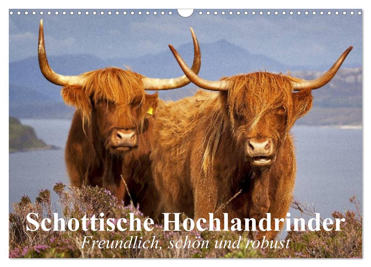 Cover: 9783435512867 | Schottische Hochlandrinder. Freundlich, schön und robust...