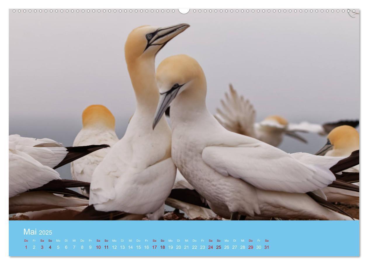 Bild: 9783457207581 | Basstölpel auf Helgoland - von Ostfriesenfotografie (Wandkalender...