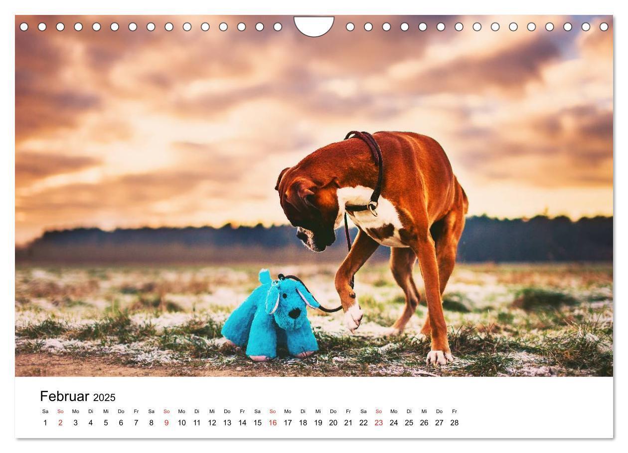 Bild: 9783435614523 | Deutscher Boxer (Wandkalender 2025 DIN A4 quer), CALVENDO...