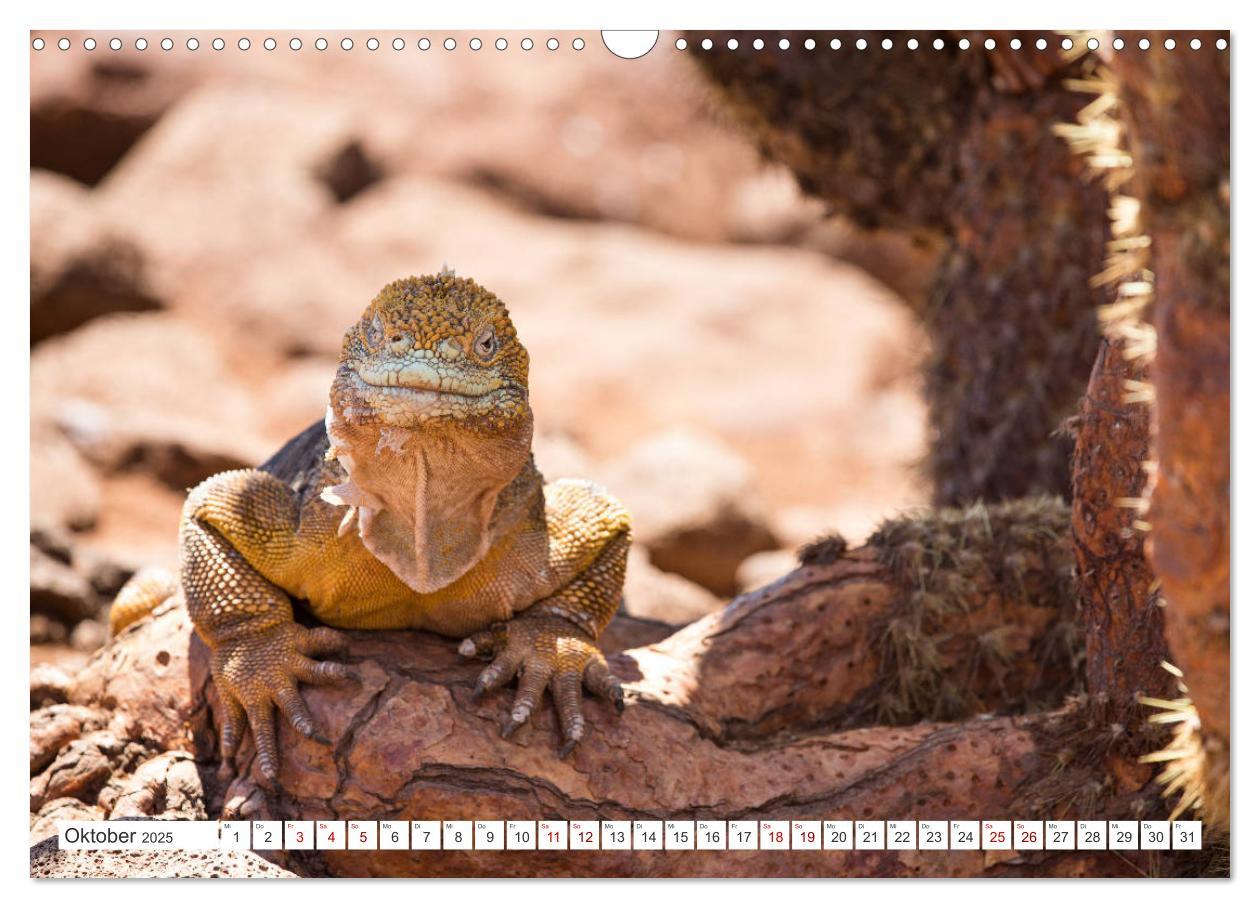 Bild: 9783435324118 | Galapagos-Inseln - Ein Paradies für Tiere (Wandkalender 2025 DIN A3...