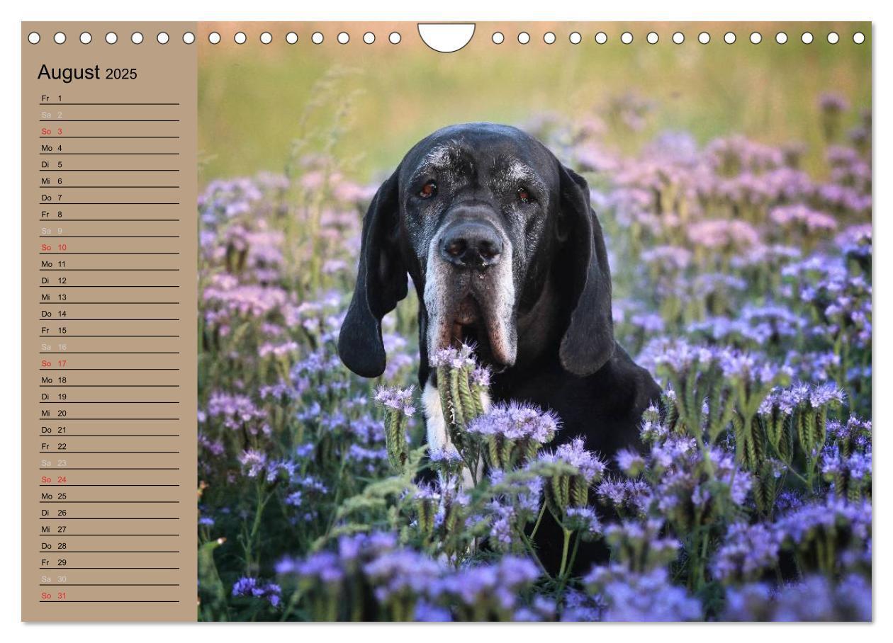 Bild: 9783435492305 | Deutsche Doggen - Sanfte Riesen (Wandkalender 2025 DIN A4 quer),...