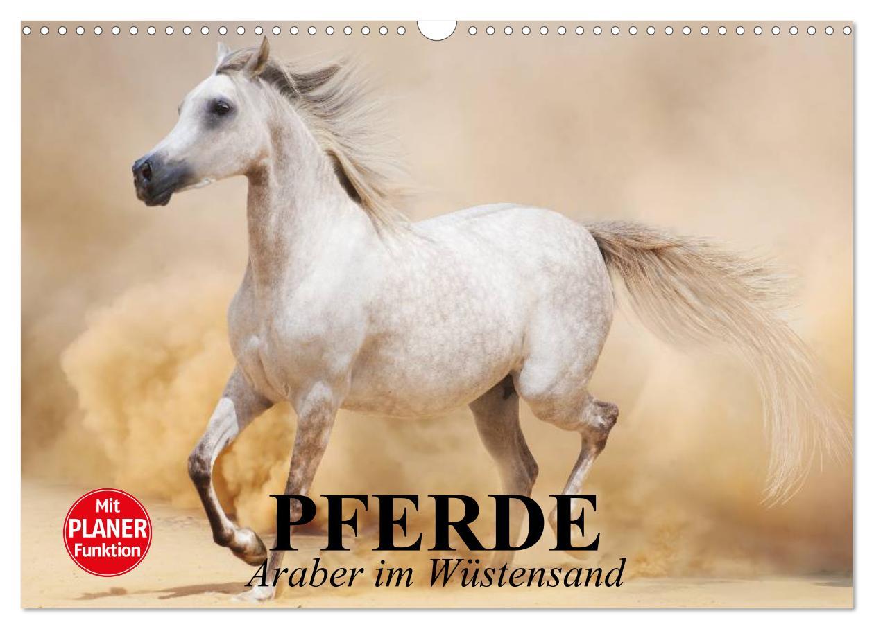 Cover: 9783435549948 | Pferde. Araber im Wüstensand (Wandkalender 2025 DIN A3 quer),...