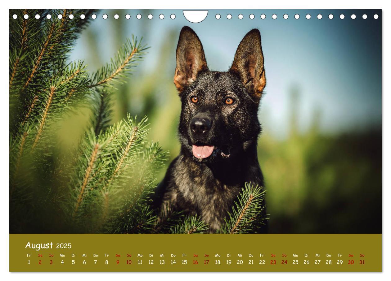 Bild: 9783435351459 | Schäferhunde und Ihre Vielfalt (Wandkalender 2025 DIN A4 quer),...