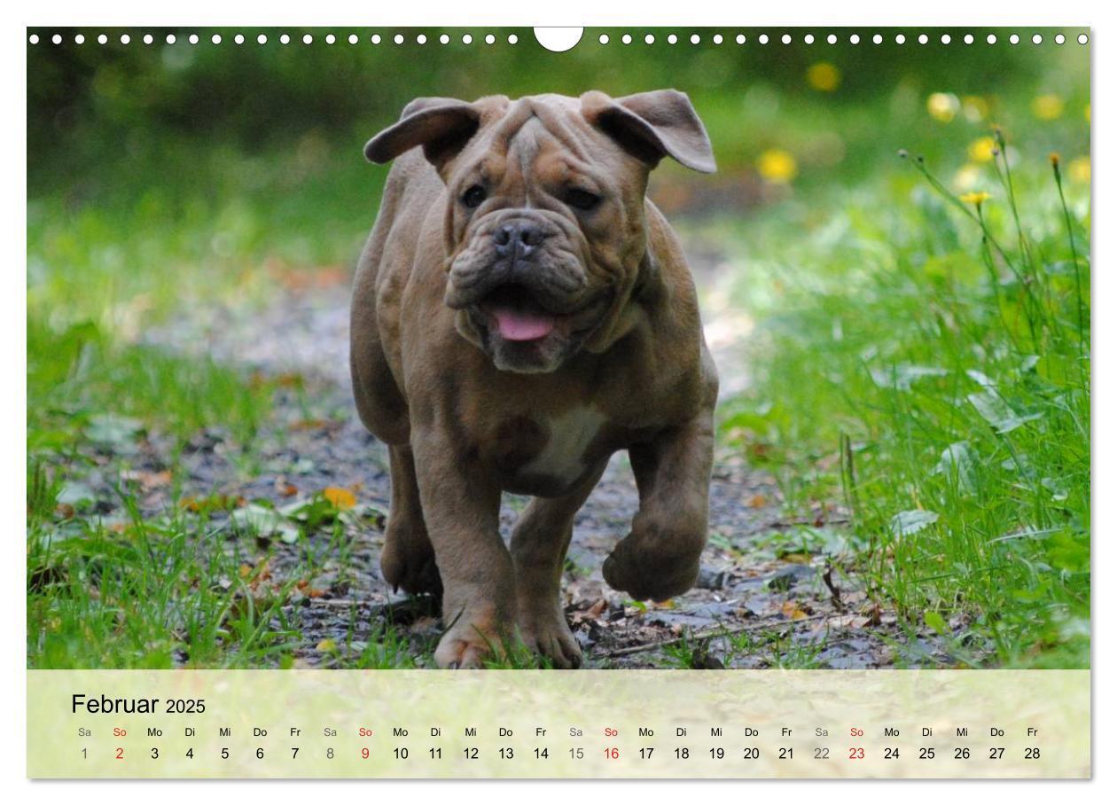 Bild: 9783435729296 | Bulldoggen-Kindergarten (Wandkalender 2025 DIN A3 quer), CALVENDO...