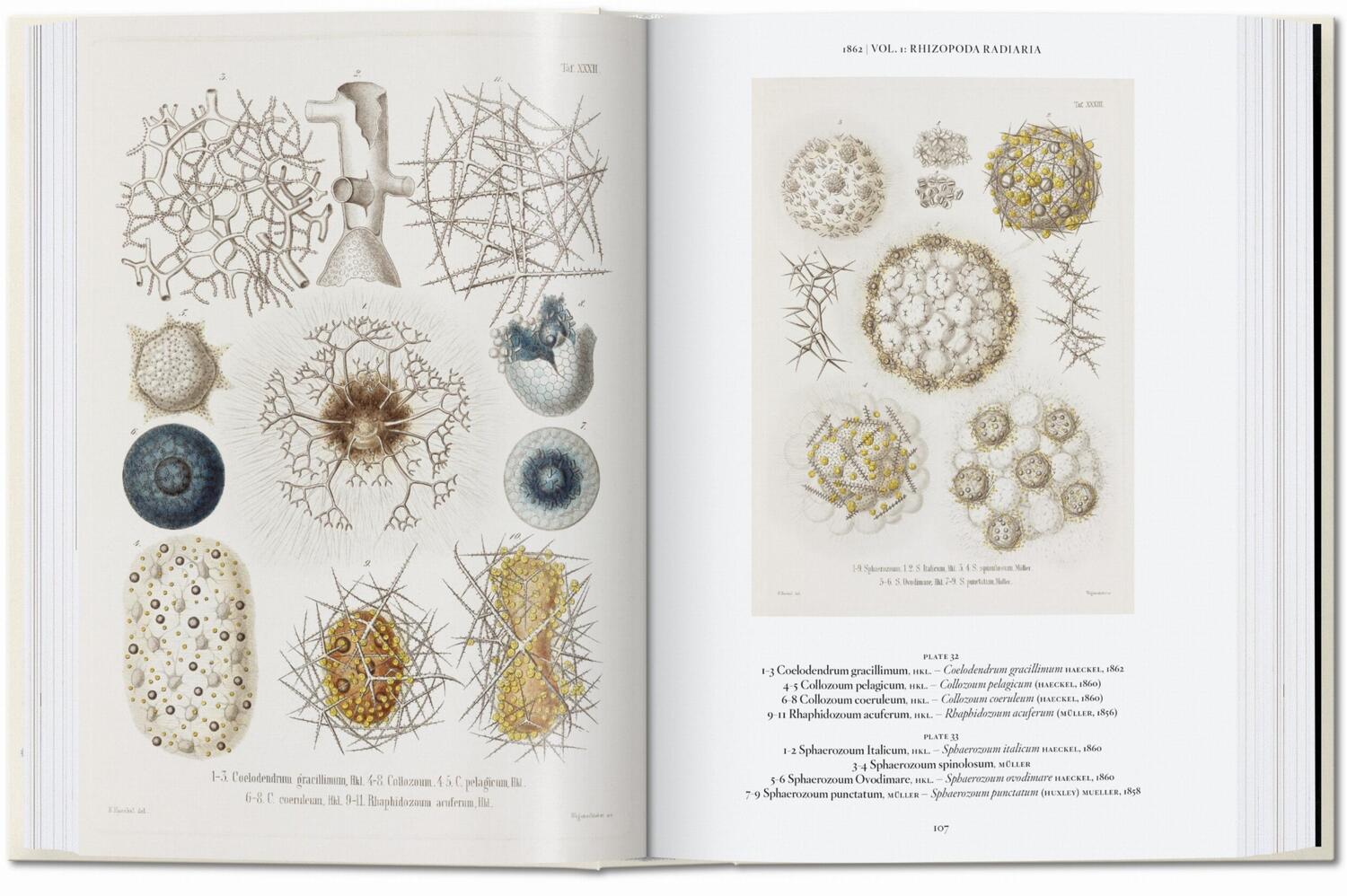 Bild: 9783836584265 | Ernst Haeckel. Kunst und Wissenschaft. 40th Ed. | Julia Voss (u. a.)