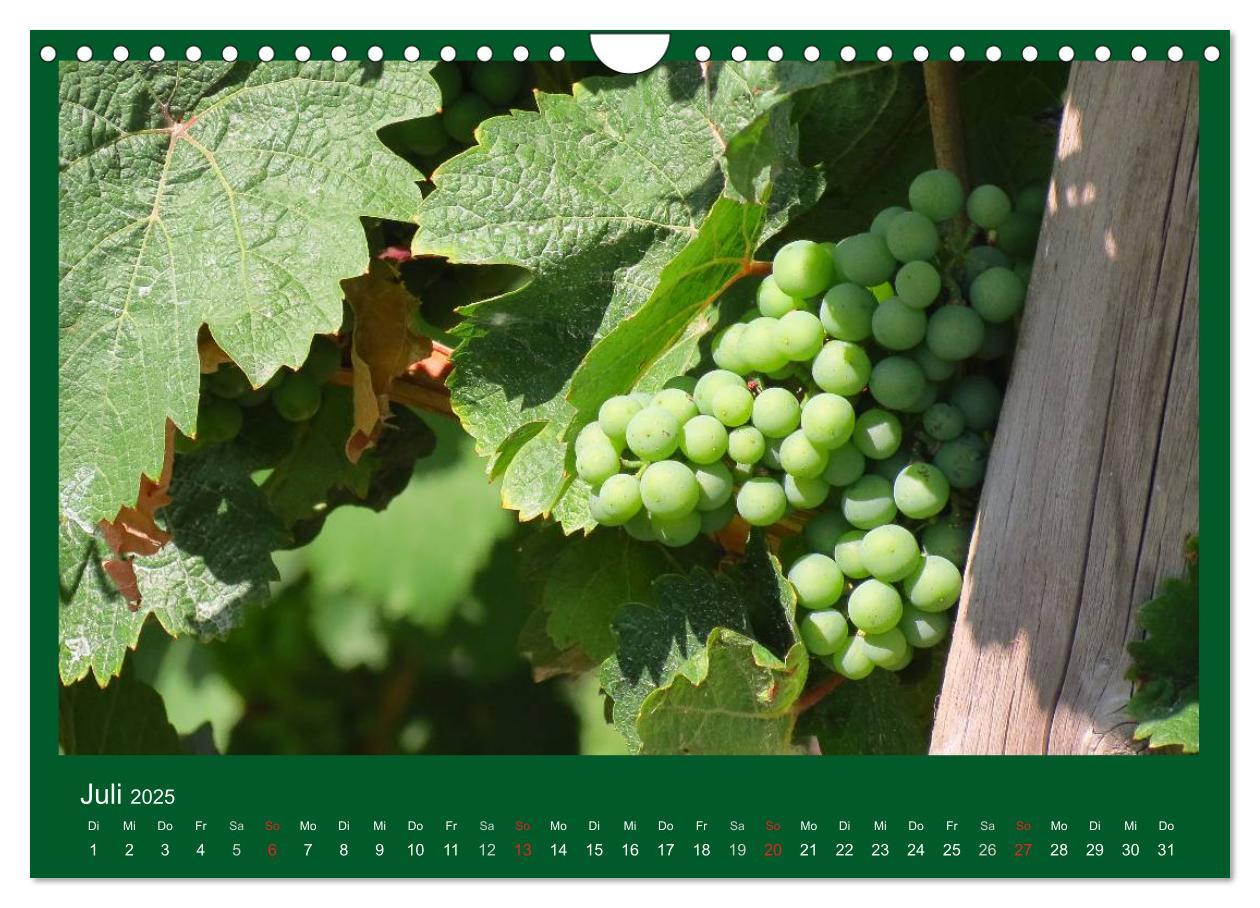 Bild: 9783435792481 | Im Rheingau (Wandkalender 2025 DIN A4 quer), CALVENDO Monatskalender