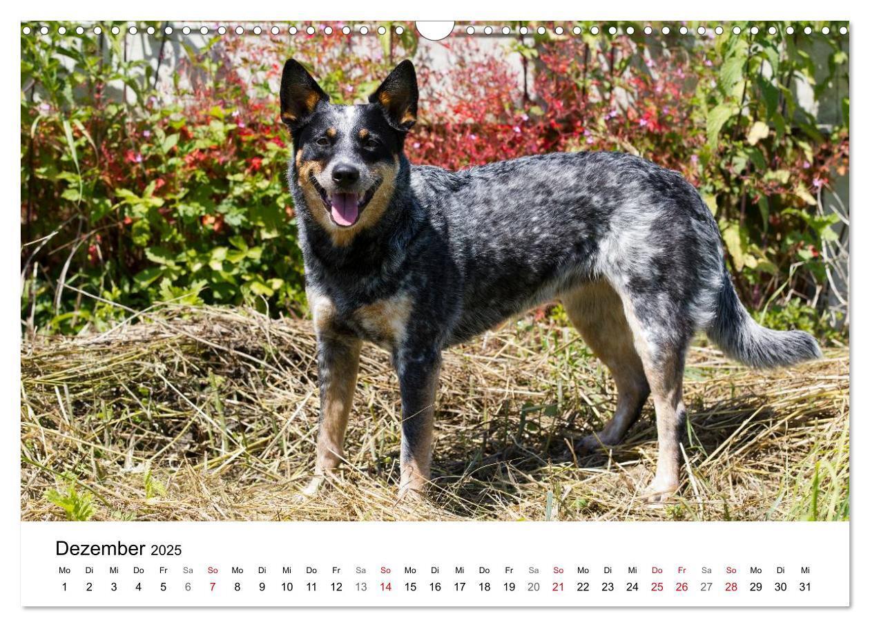 Bild: 9783435704736 | Faszinierende Australian Cattle Dogs (Wandkalender 2025 DIN A3...