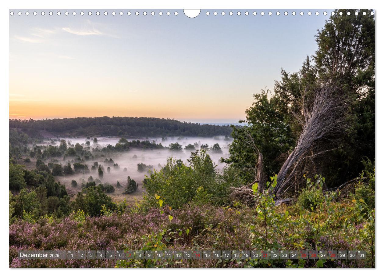 Bild: 9783383851728 | Die Lüneburger Heide - In voller Blüte (Wandkalender 2025 DIN A3...