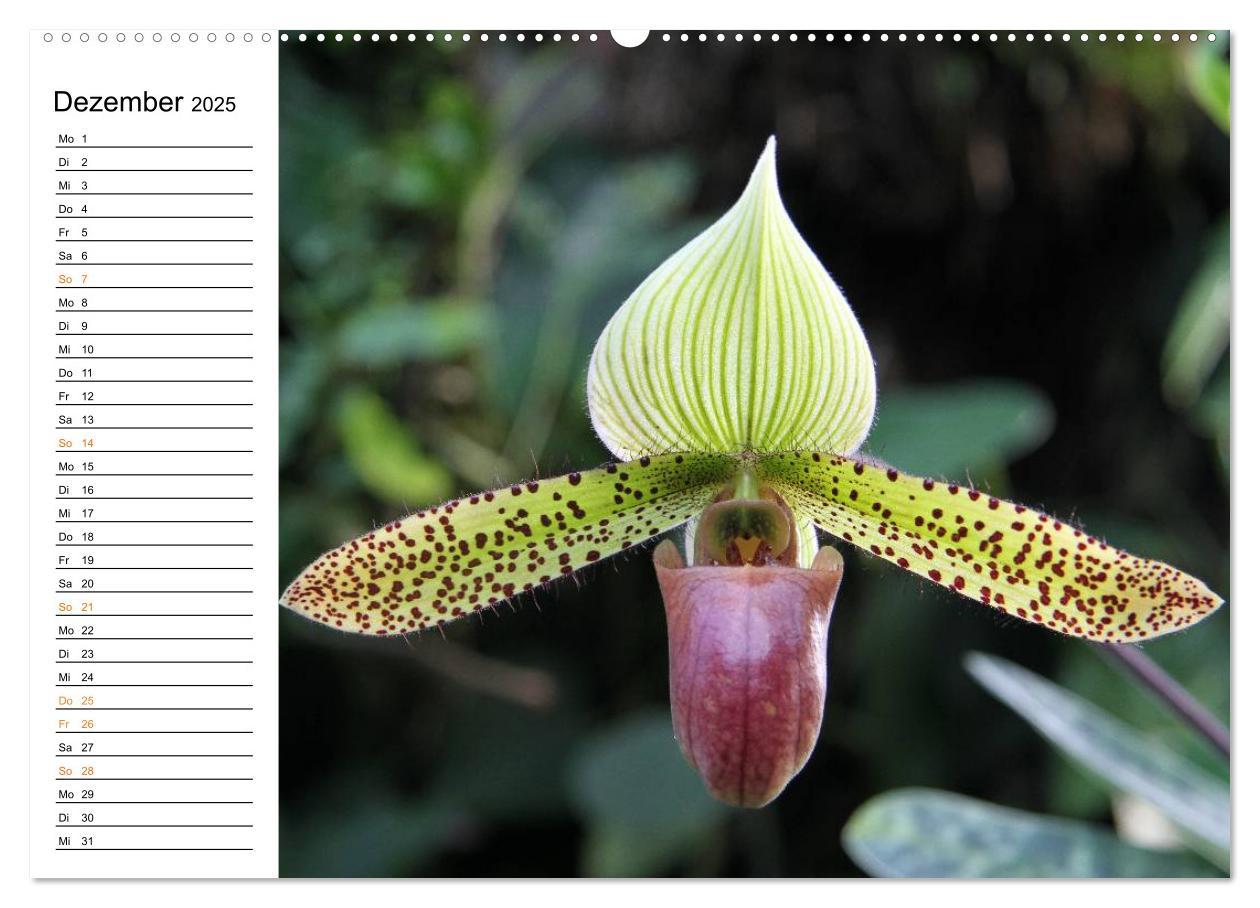 Bild: 9783435532391 | Prachtvolle Orchideen (Wandkalender 2025 DIN A2 quer), CALVENDO...