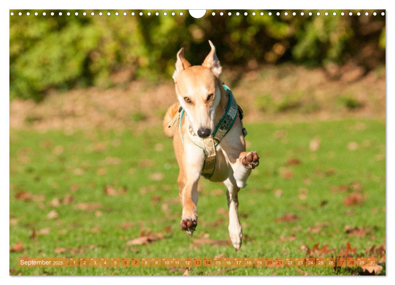 Bild: 9783435025718 | Witziger Windhund - Portugiesischer Galgo (Wandkalender 2025 DIN A3...