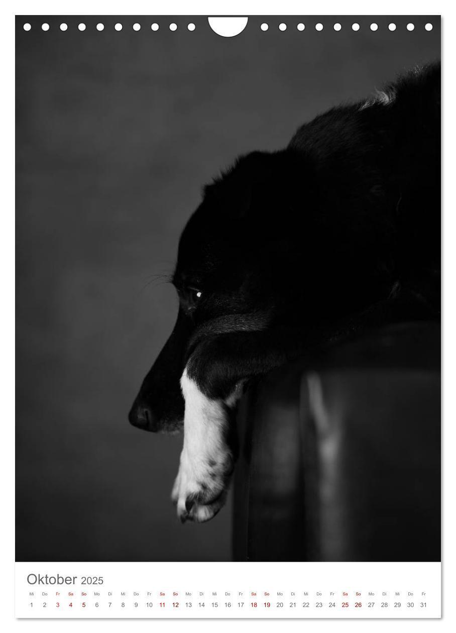 Bild: 9783435999491 | Fine Art Hundeportraits (Wandkalender 2025 DIN A4 hoch), CALVENDO...