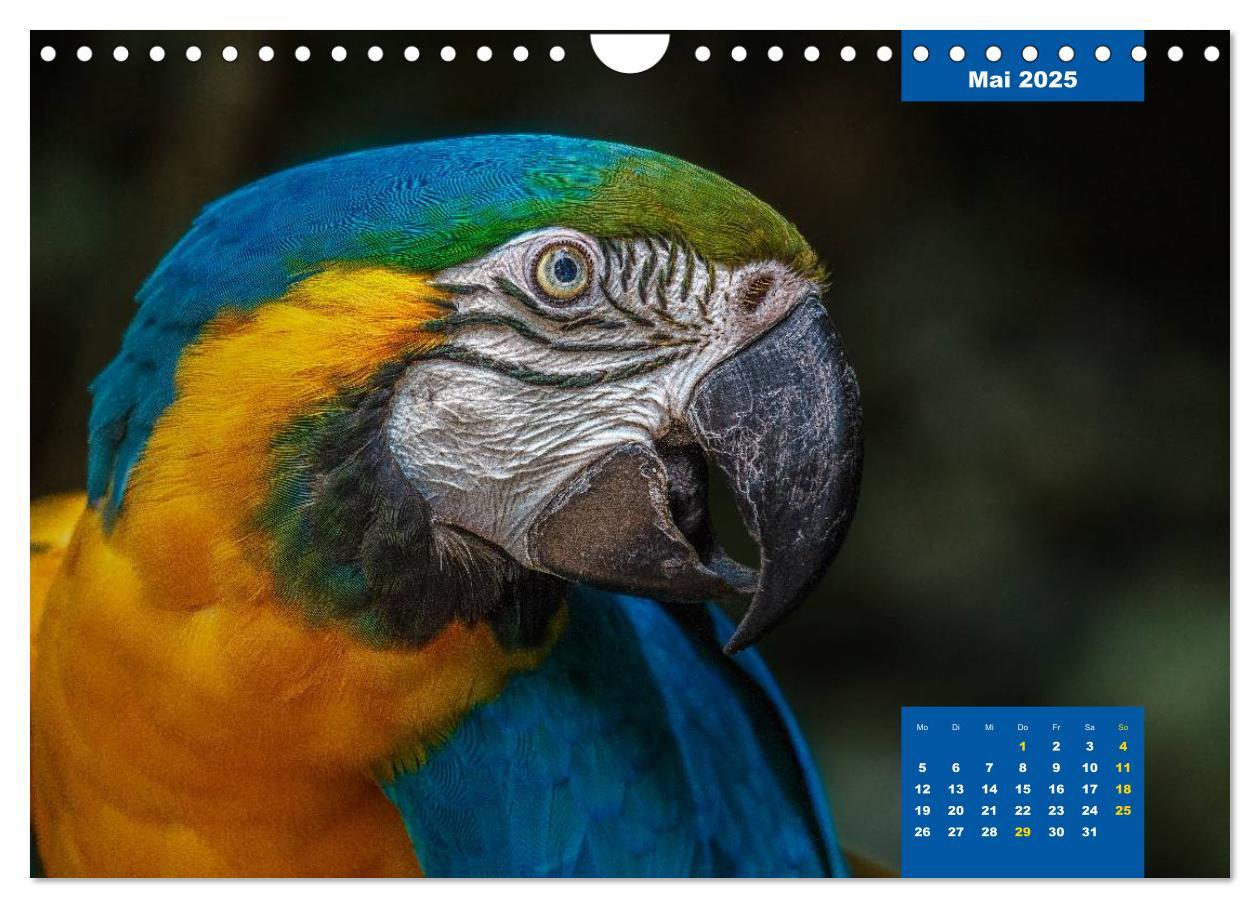 Bild: 9783435482283 | Papageien - Frech, schön und schlau (Wandkalender 2025 DIN A4...