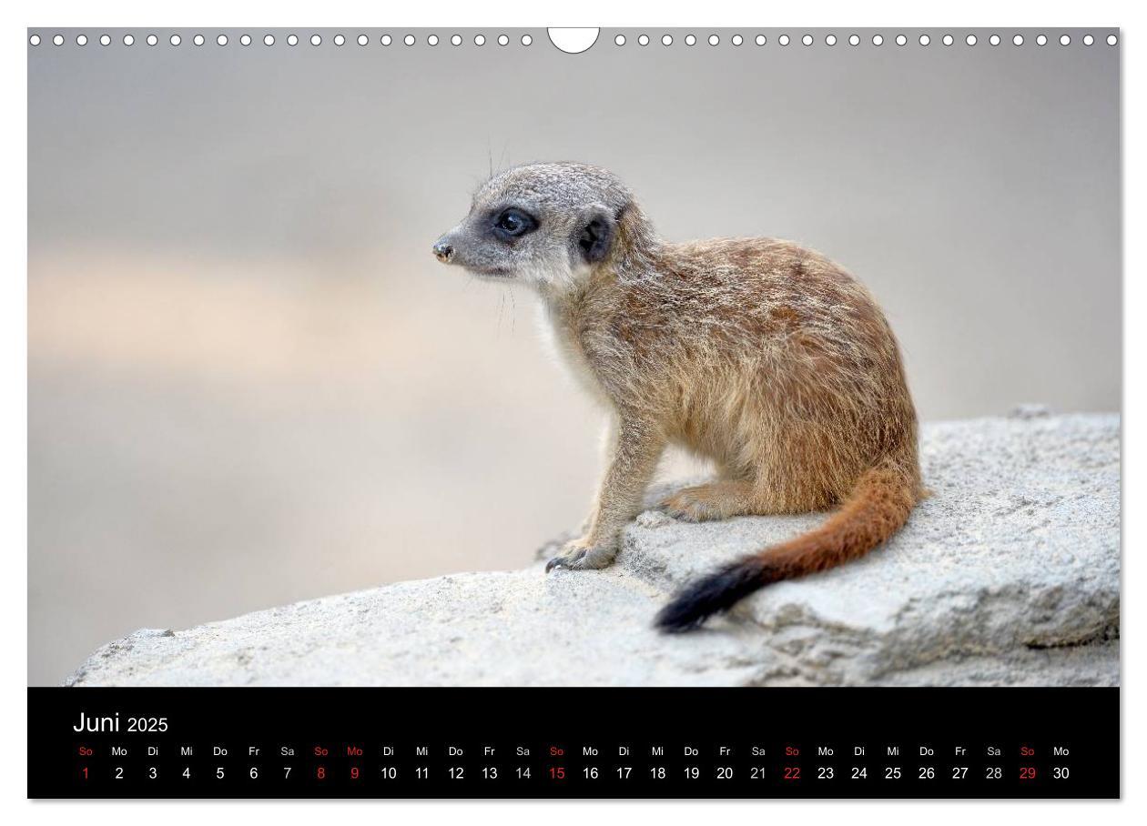 Bild: 9783435782123 | Lustige Erdmännchen (Wandkalender 2025 DIN A3 quer), CALVENDO...