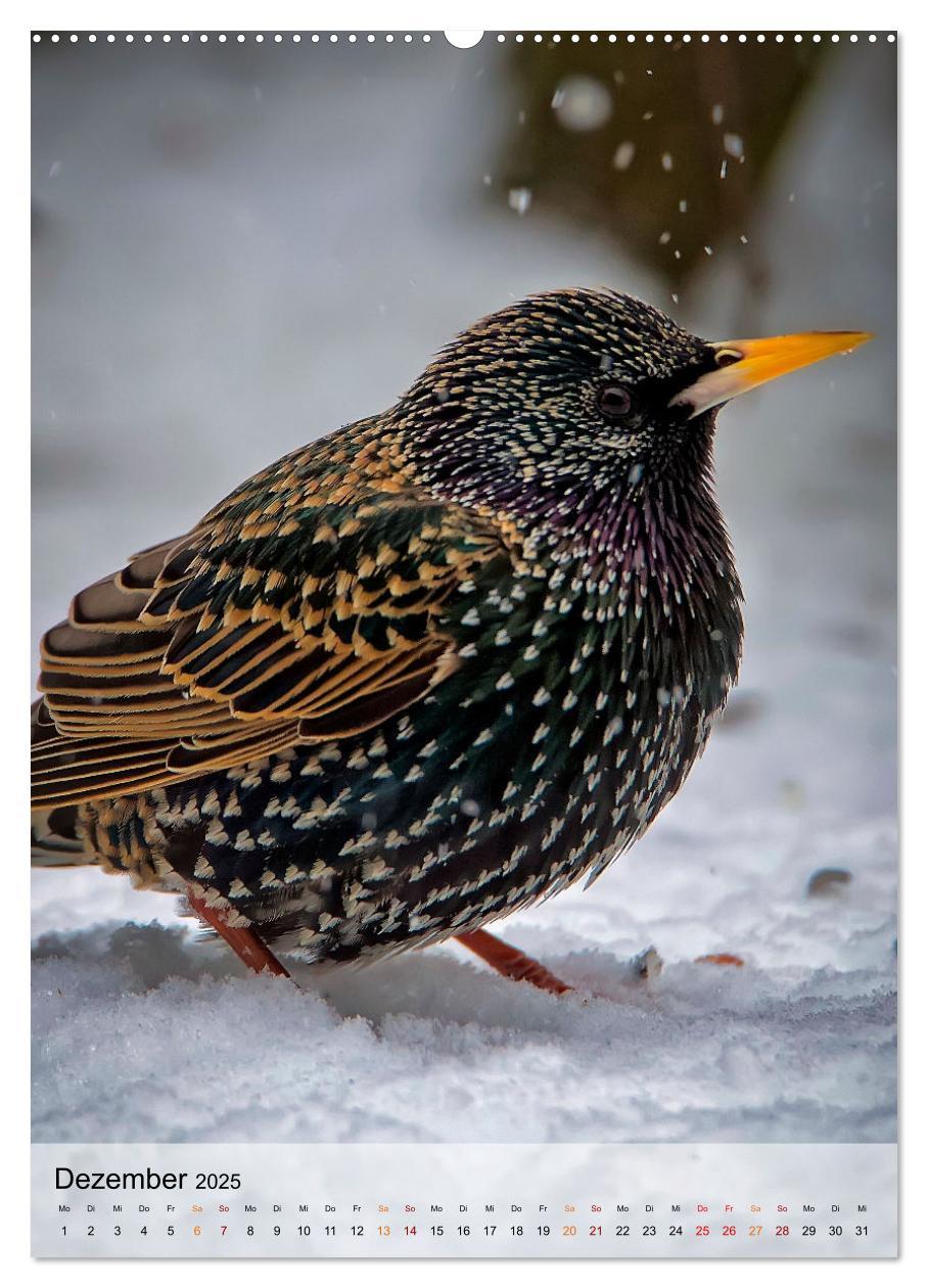 Bild: 9783435930470 | Vögel - gefiederte Freunde in unserer Natur (Wandkalender 2025 DIN...