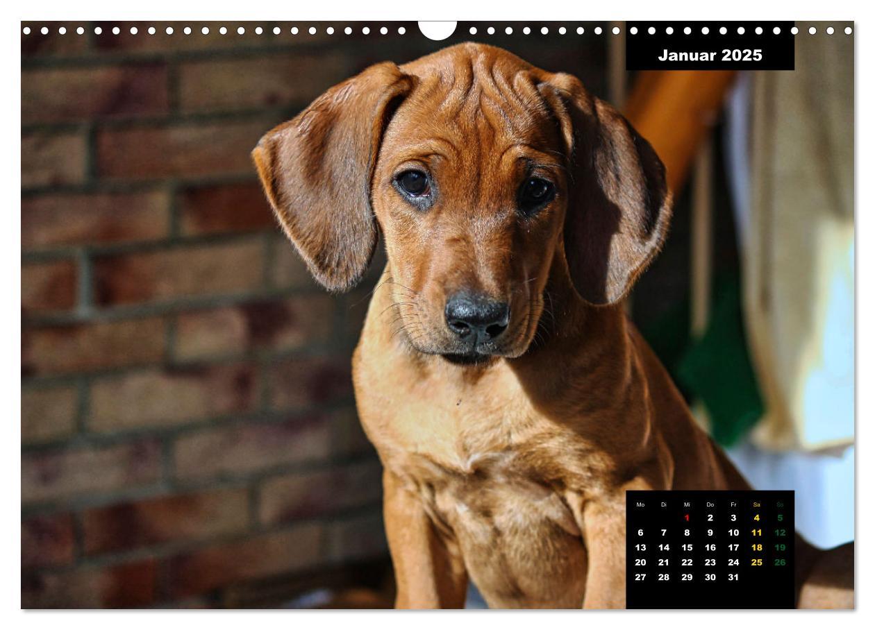 Bild: 9783383939457 | Rhodesian Ridgeback, Charmante Herzensbrecher (Wandkalender 2025...