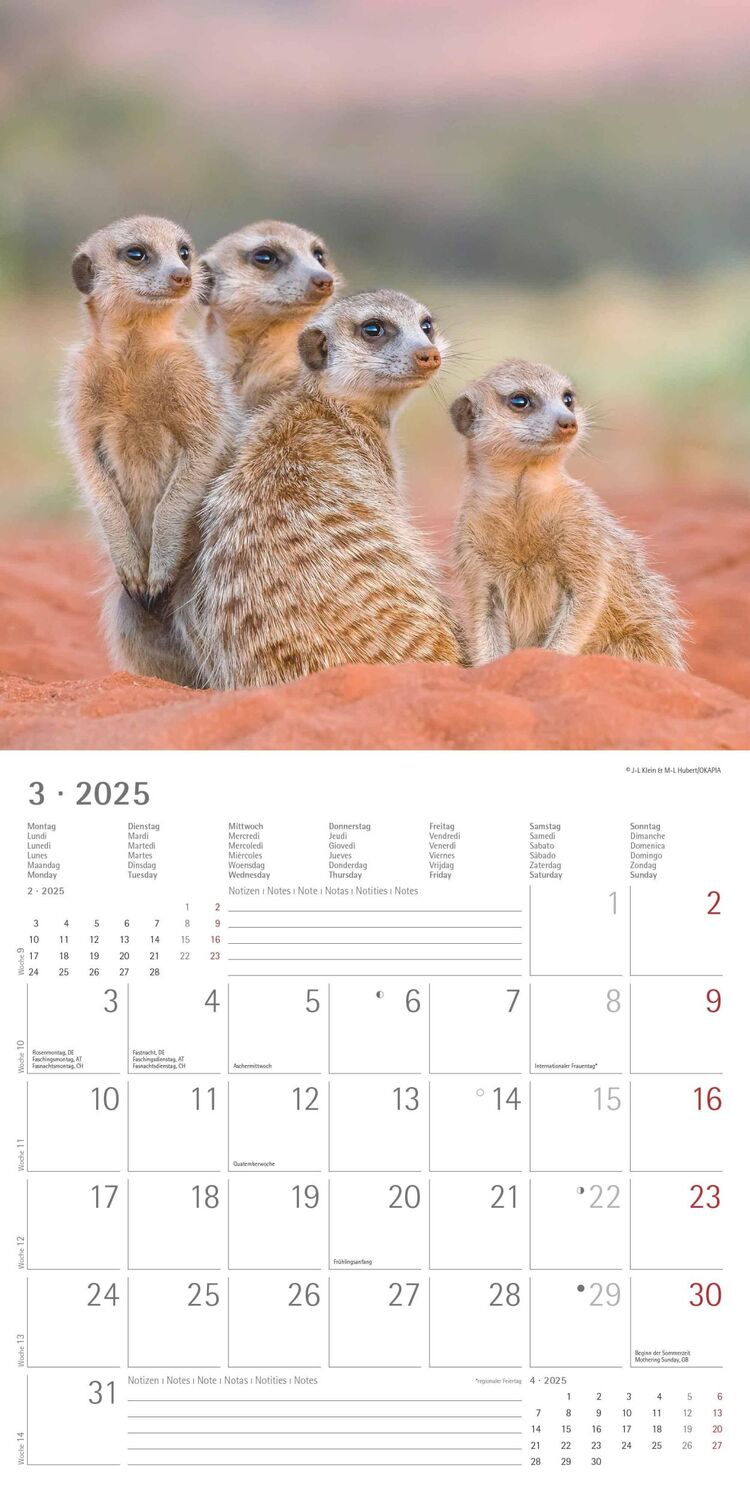 Bild: 4251732340742 | Erdmännchen 2025 - Broschürenkalender 30x30 cm (30x60 geöffnet) -...