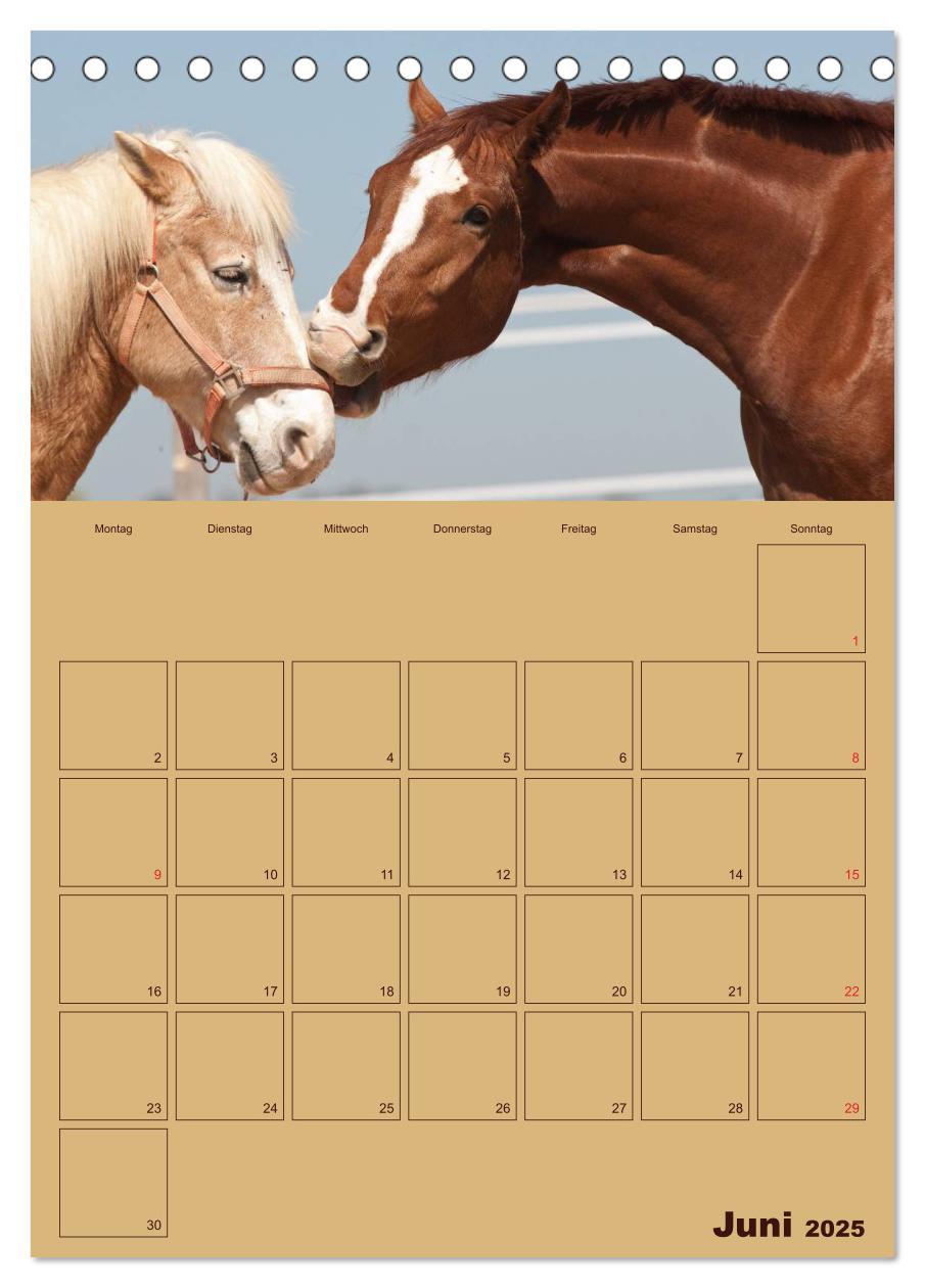 Bild: 9783457030592 | Pferde Gute Freunde (Tischkalender 2025 DIN A5 hoch), CALVENDO...