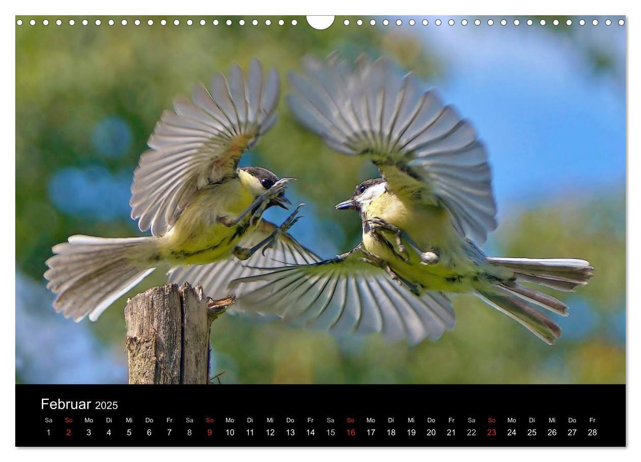 Bild: 9783435626144 | Singvögel in Deutschland (Wandkalender 2025 DIN A3 quer), CALVENDO...