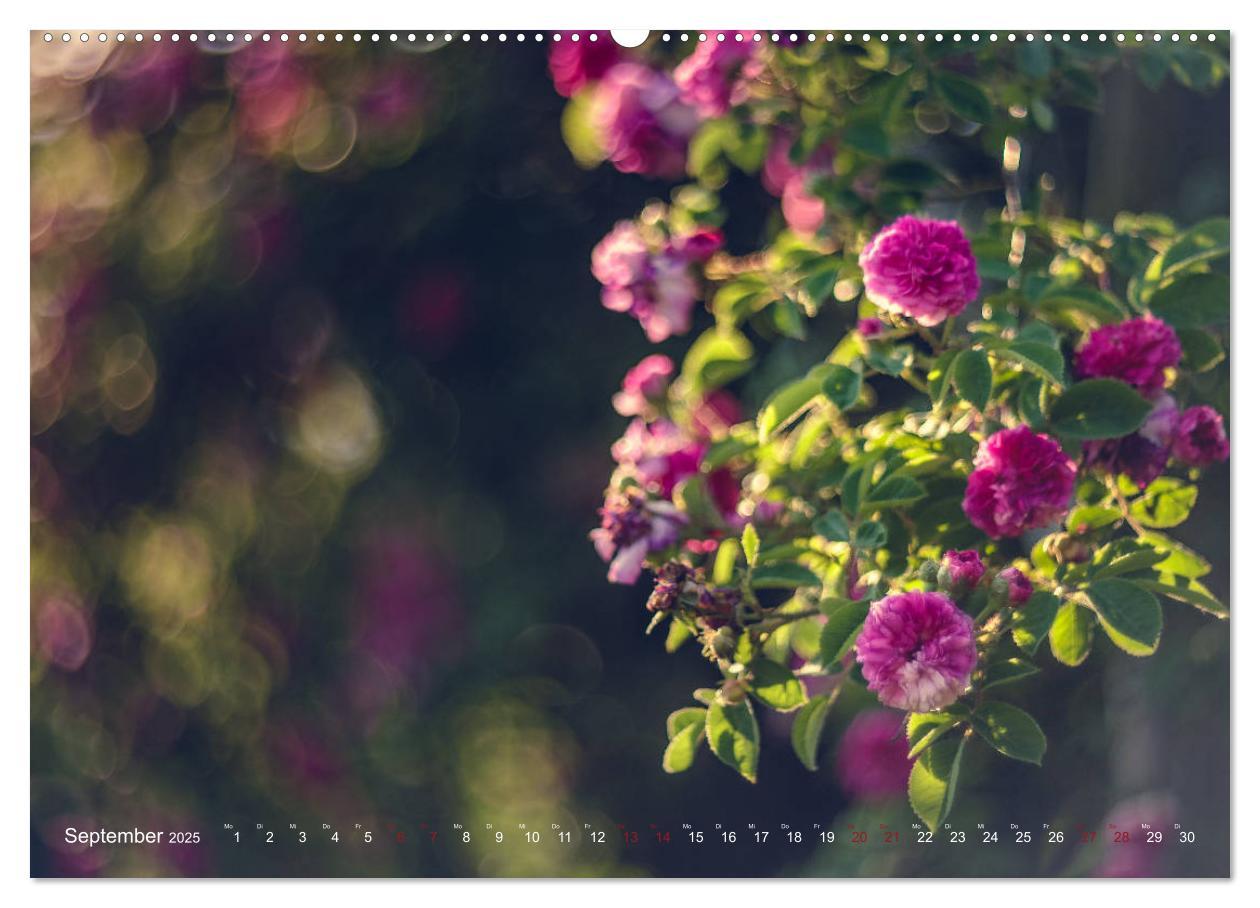 Bild: 9783435390380 | Die Welt der Alten Rosen (Wandkalender 2025 DIN A2 quer), CALVENDO...