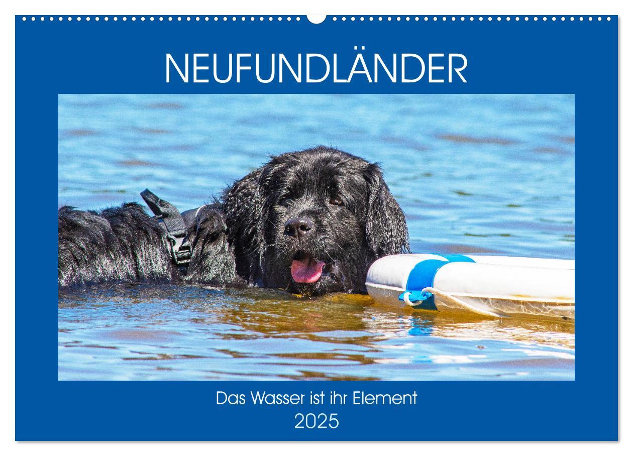 Cover: 9783435305650 | Neufundländer - Das Wasser ist ihr Element (Wandkalender 2025 DIN...