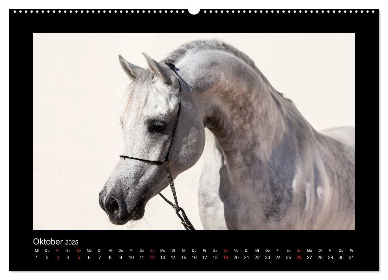 Bild: 9783435788941 | Vollblutaraber (Wandkalender 2025 DIN A2 quer), CALVENDO...