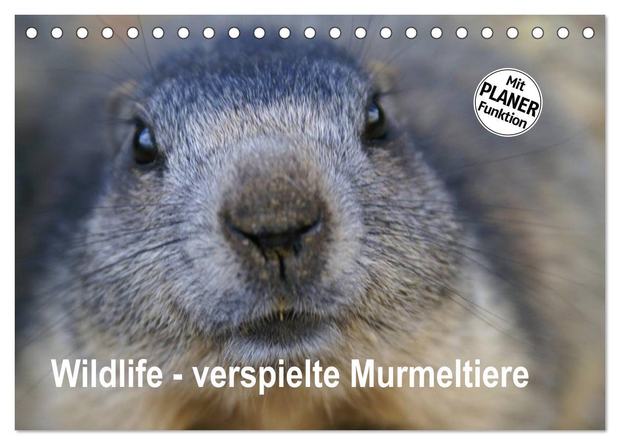 Cover: 9783435500482 | Wildlife - Verspielte Murmeltiere (Tischkalender 2025 DIN A5 quer),...