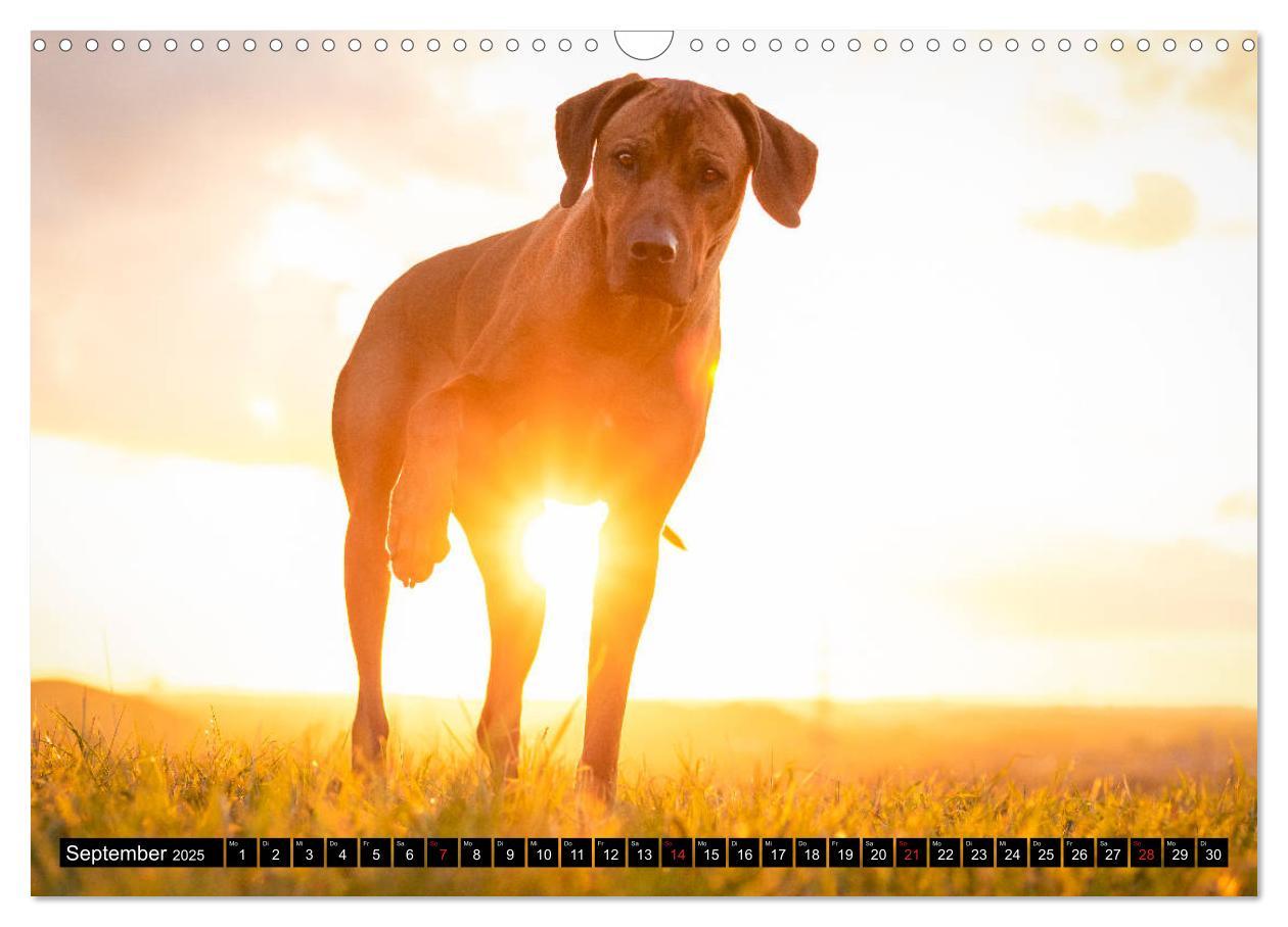 Bild: 9783435268320 | Ridgeback King (Wandkalender 2025 DIN A3 quer), CALVENDO...