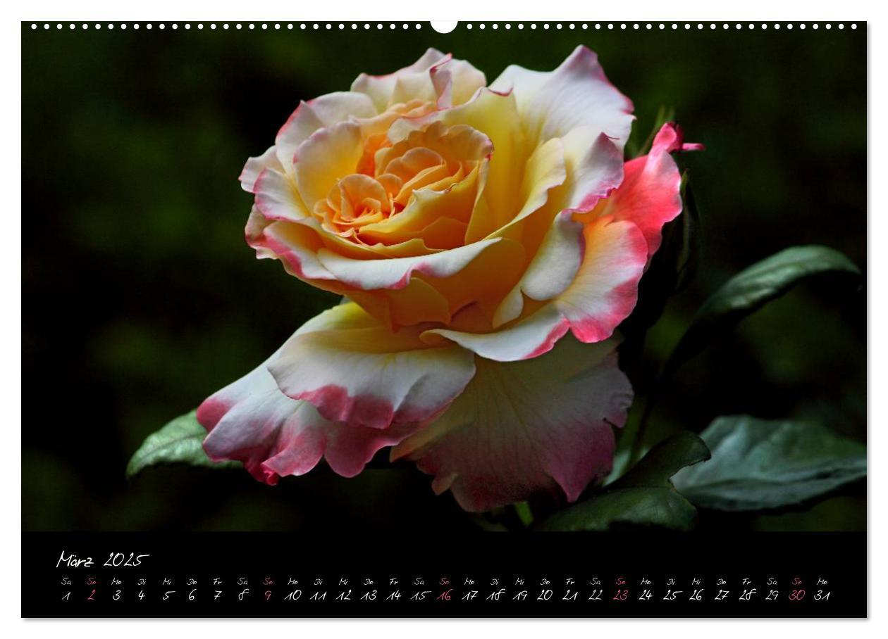 Bild: 9783435658688 | Rosen Romanze - Visuelle Musik (Wandkalender 2025 DIN A2 quer),...