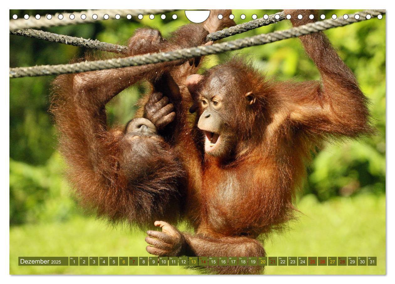 Bild: 9783435361915 | Waldmenschen - Orang Utans auf Borneo (Wandkalender 2025 DIN A4...