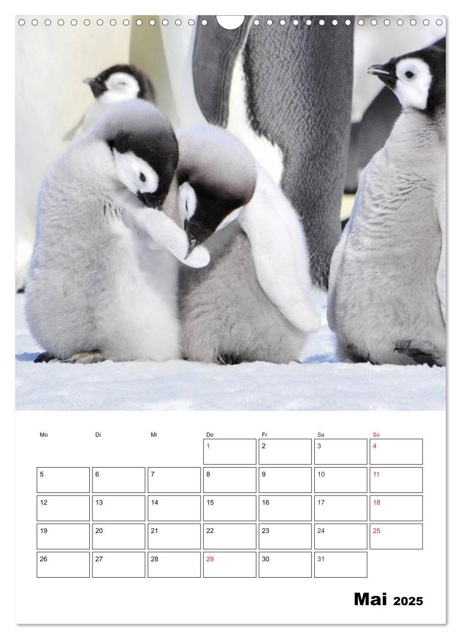 Bild: 9783457035238 | Pinguine. Familienglück im Eis (Wandkalender 2025 DIN A3 hoch),...