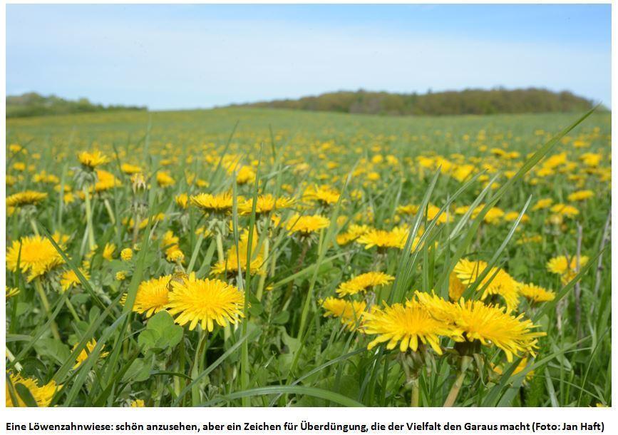 Bild: 9783328600664 | Die Wiese | Jan Haft | Buch | Flyer Wildtierstiftung | 256 S. | 2019