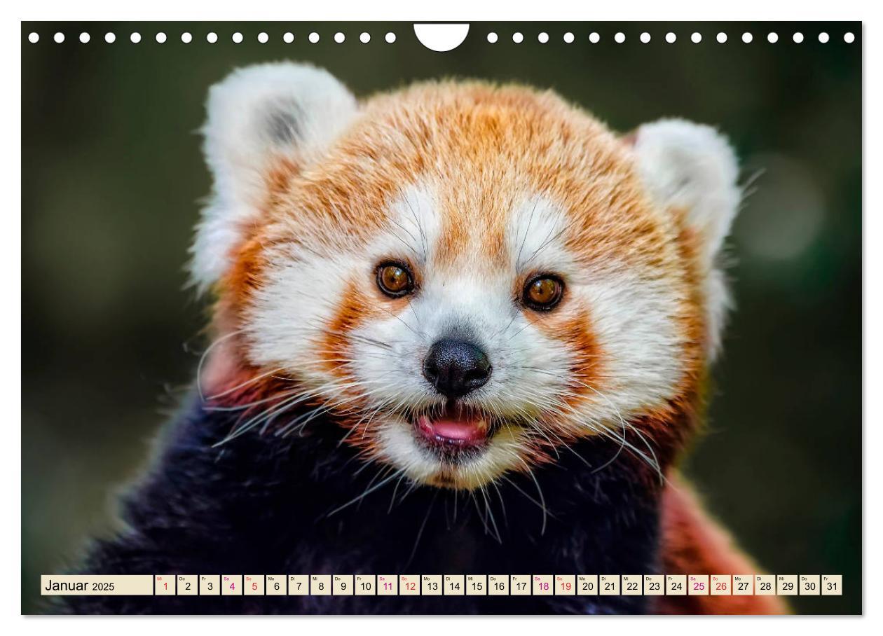 Bild: 9783435437382 | Kleiner Panda (Wandkalender 2025 DIN A4 quer), CALVENDO Monatskalender