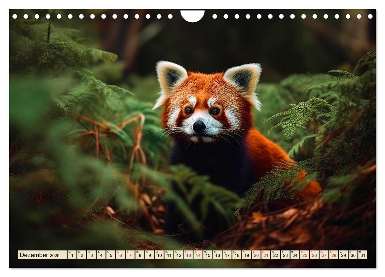 Bild: 9783383867200 | Roter Panda - gefährdeter Katzenbär (Wandkalender 2025 DIN A4...