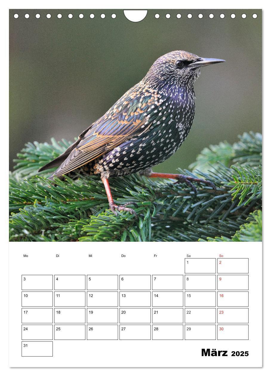 Bild: 9783457024195 | Bezaubernde Vögel im heimischen Garten (Wandkalender 2025 DIN A4...