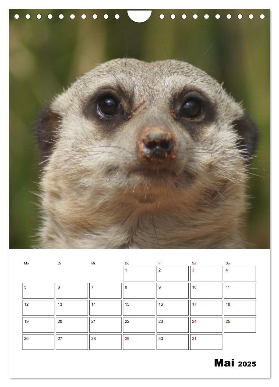 Bild: 9783435932818 | Niedliche Erdmännchen (Wandkalender 2025 DIN A4 hoch), CALVENDO...