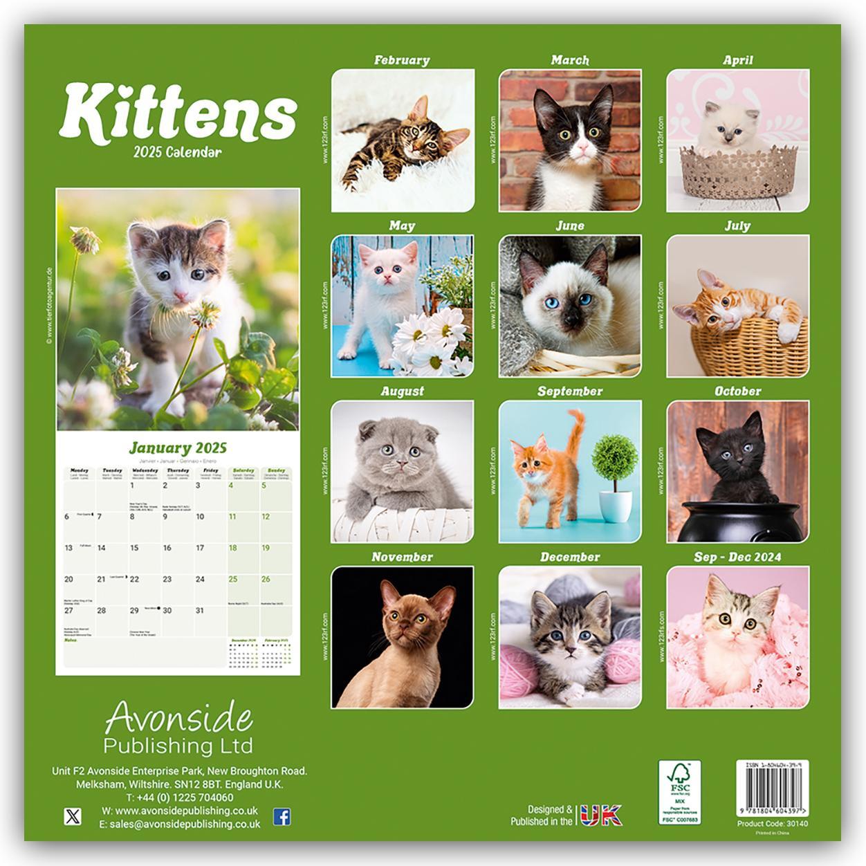 Rückseite: 9781804604397 | Kittens - Kätzchen 2025 - 16-Monatskalender | Avonside Publishing Ltd