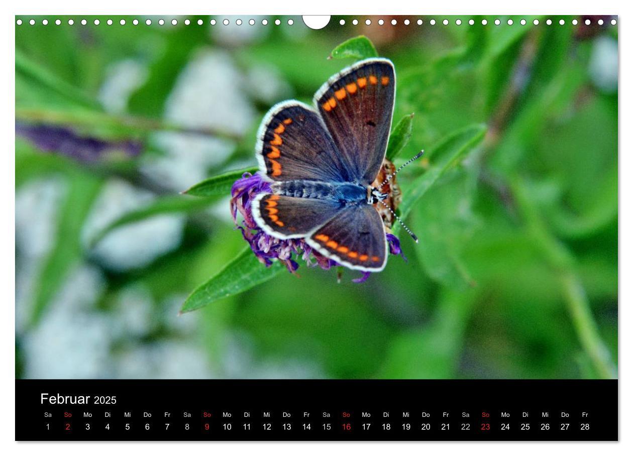 Bild: 9783435502585 | Schmetterlinge in Deutschland (Wandkalender 2025 DIN A3 quer),...