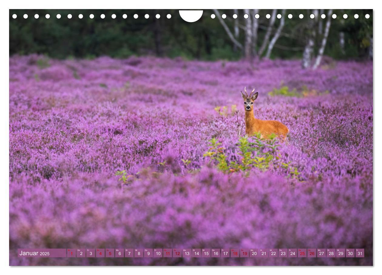 Bild: 9783383960413 | Romantische Heideblüte (Wandkalender 2025 DIN A4 quer), CALVENDO...