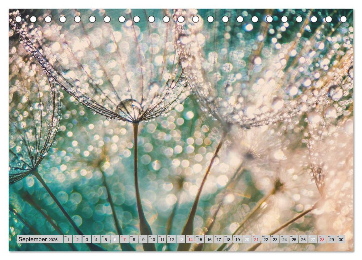 Bild: 9783435291175 | PusteblumenZauber (Tischkalender 2025 DIN A5 quer), CALVENDO...