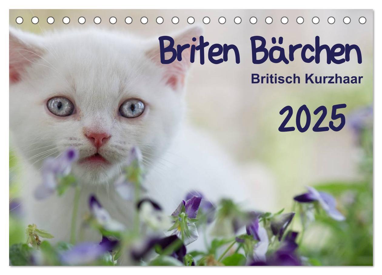 Cover: 9783435723386 | Briten Bärchen ¿ Britsch Kurzhaar 2025 (Tischkalender 2025 DIN A5...