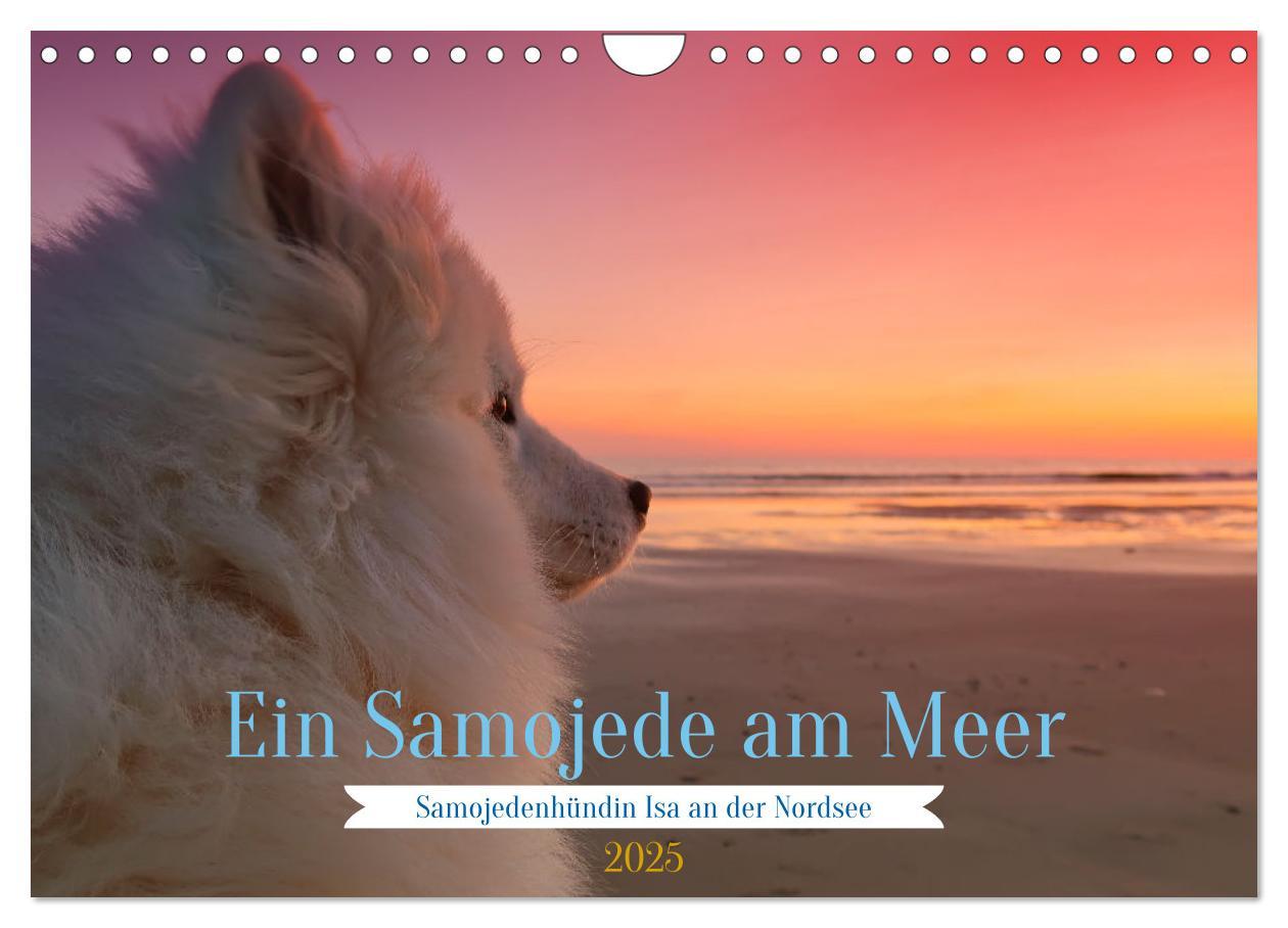 Cover: 9783435014439 | Ein Samojede am Meer (Wandkalender 2025 DIN A4 quer), CALVENDO...