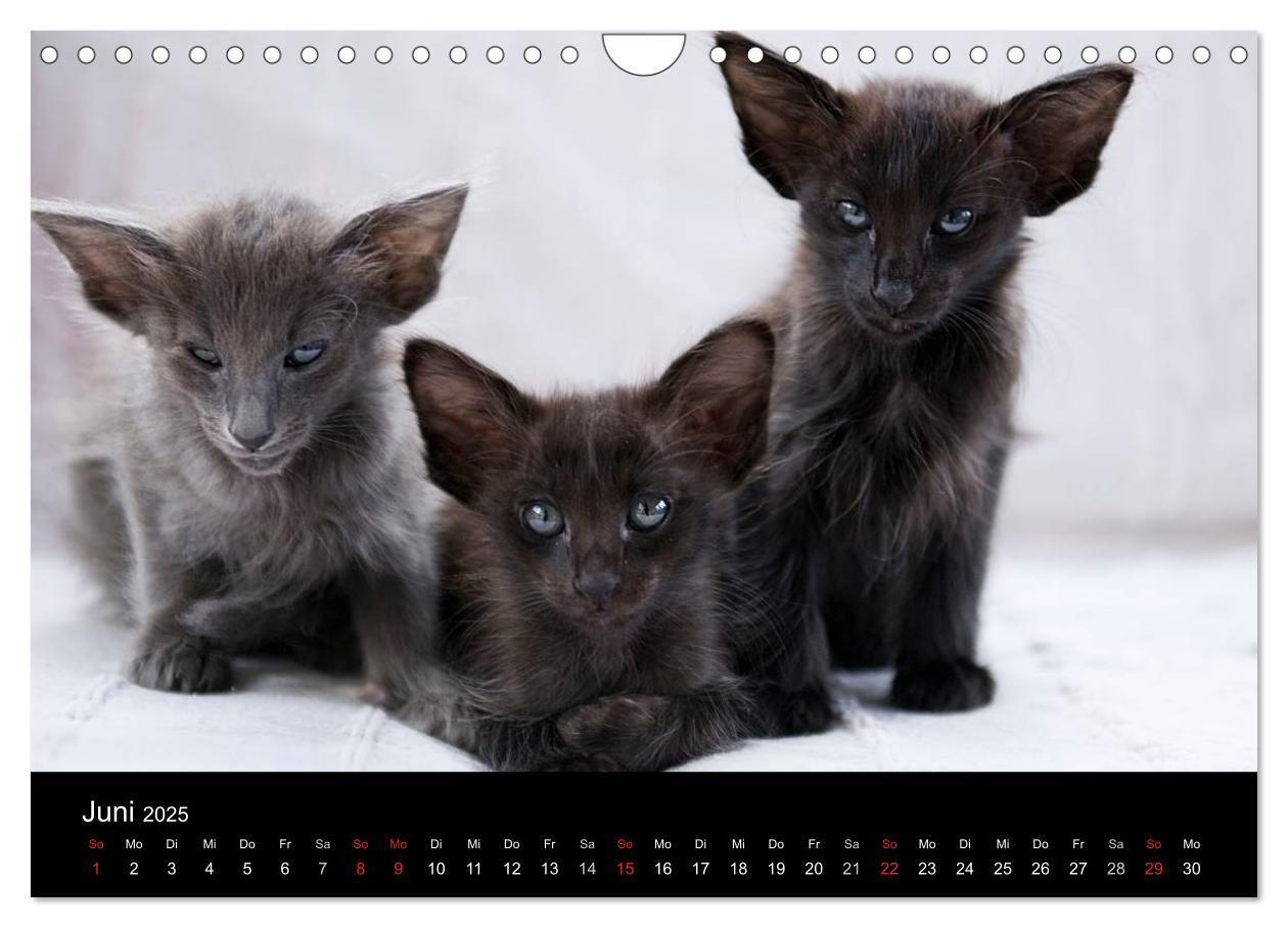 Bild: 9783435730070 | Orientalische Katzen (Wandkalender 2025 DIN A4 quer), CALVENDO...