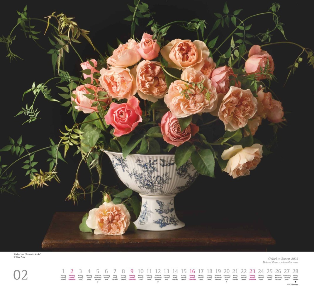 Bild: 4250809653082 | DUMONT - Geliebte Rosen 2025 Wandkalender, 30x30cm, Kalender mit...