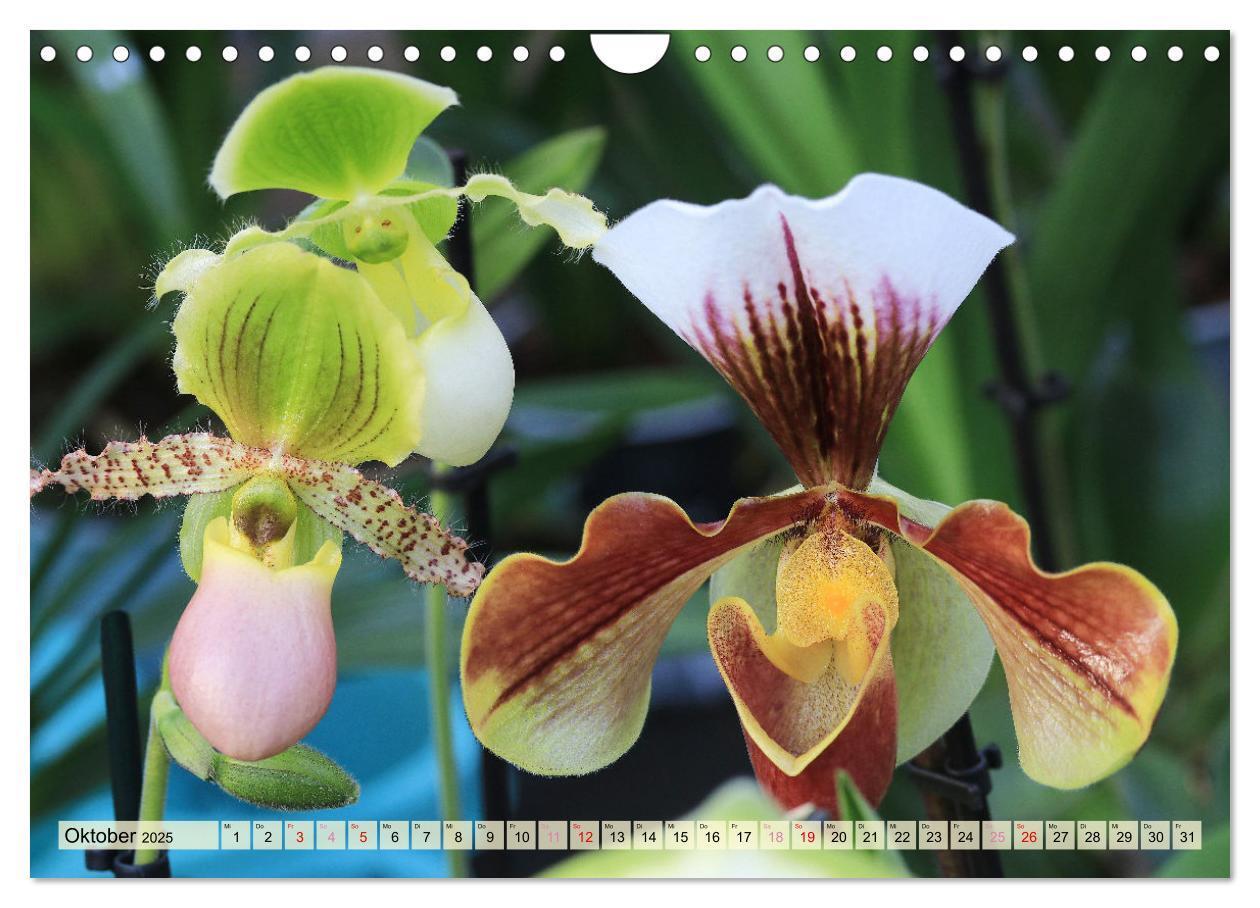 Bild: 9783383765049 | Beliebte Orchideen (Wandkalender 2025 DIN A4 quer), CALVENDO...