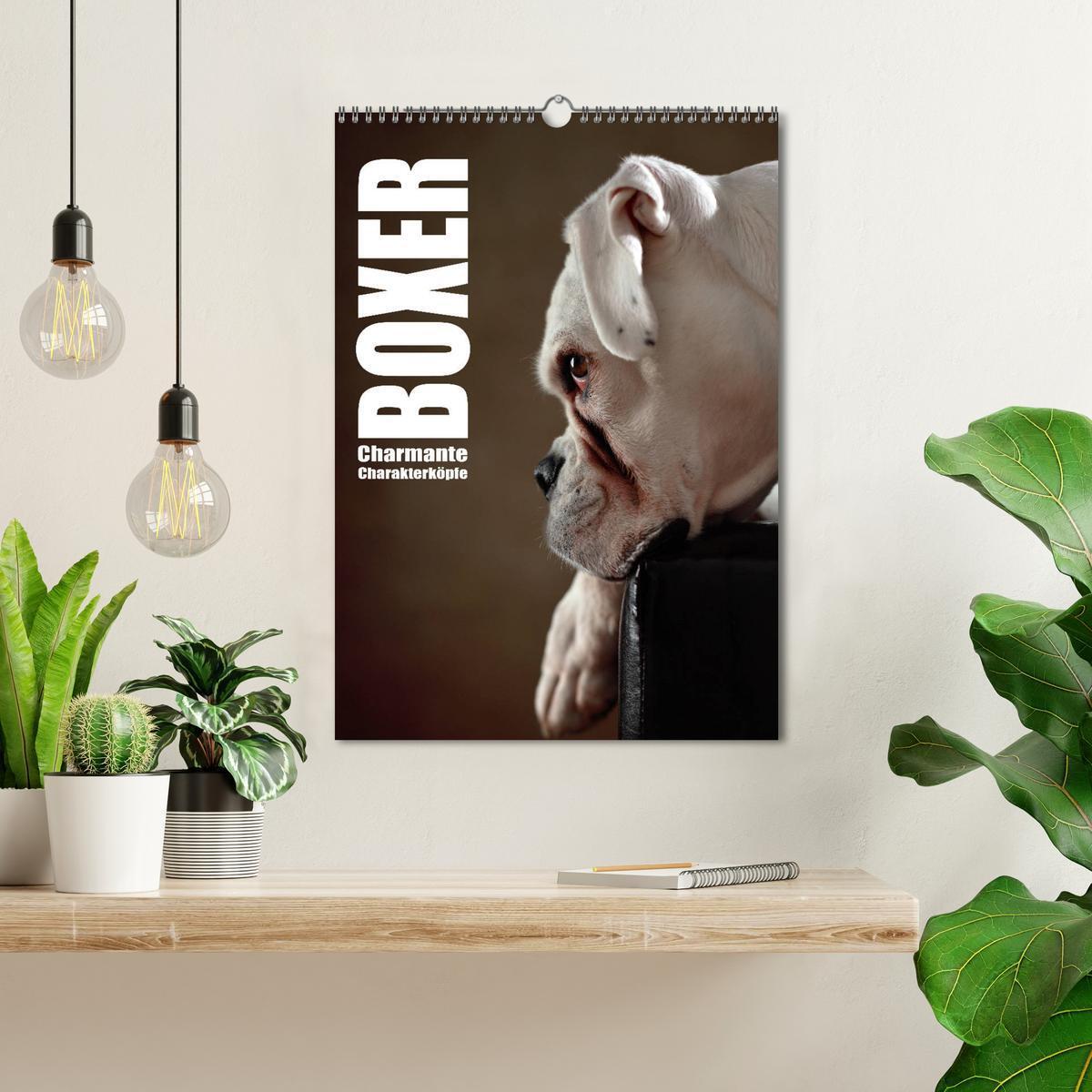 Bild: 9783457000182 | Boxer - Charmante Charakterköpfe (Wandkalender 2025 DIN A3 hoch),...